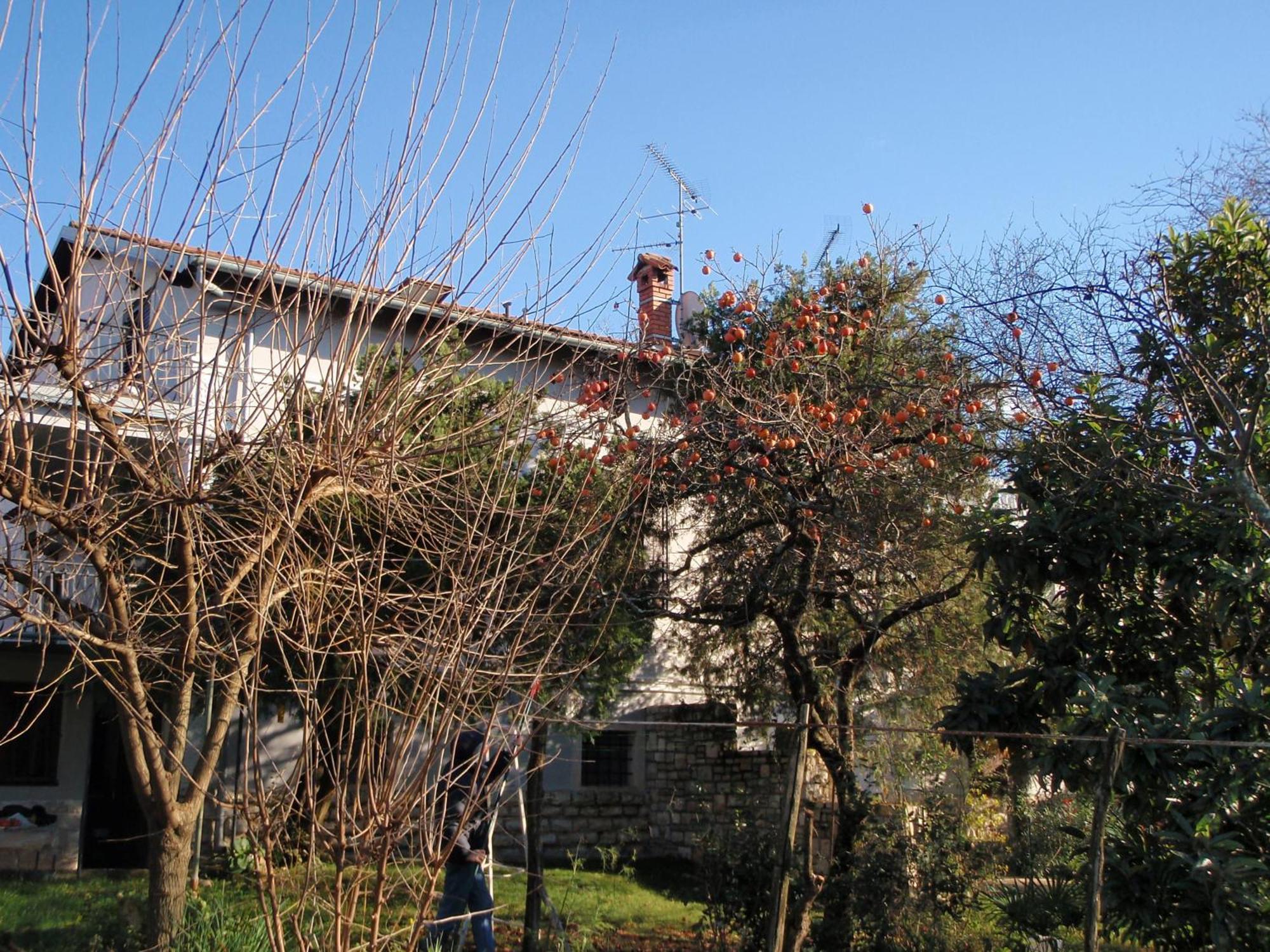 Apartments Miri Zambratija  Εξωτερικό φωτογραφία